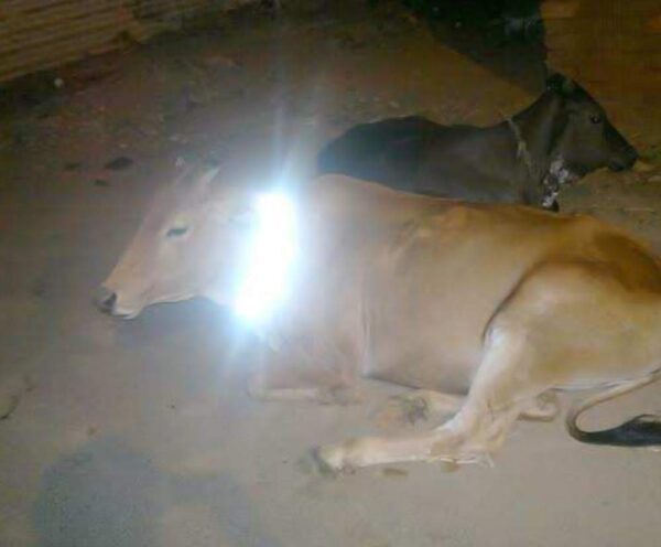 Reflective Collar For Cows, Horses & Camels